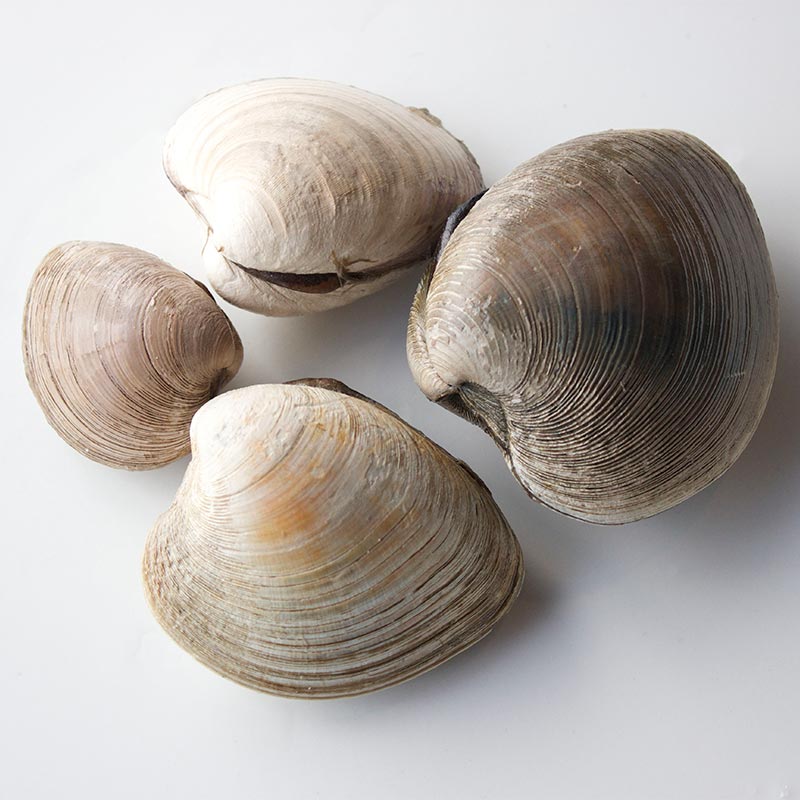 Clams