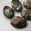 Abalone with shell