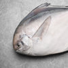 Silver Pomfret